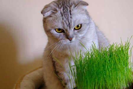 Cat grass, pet grass. Natural hairball treatment, white, scottish tabby cat eating fresh grass, green oats, emotional, copy space, pet health concept.の写真素材