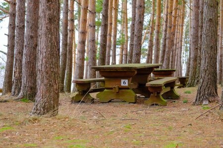 A large solid wood table with benches for sharing in a nature park in a pine forest.の写真素材