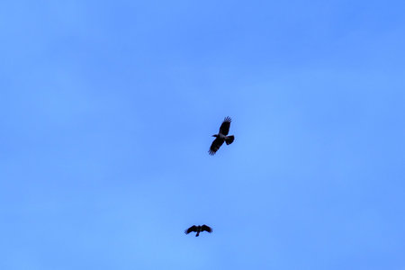 two birds of prey flying in blue sky.