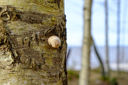 Close-up of a tree fungus on a birch trunk. Forest in the backgroundの写真素材