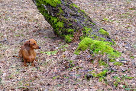 The brown short-haired dachshund is standing by a tree in the forestの写真素材