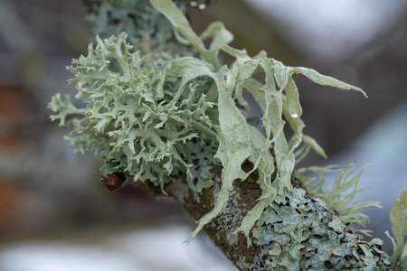 lichen of two types on a tree branch. An old chestnut tree branch.