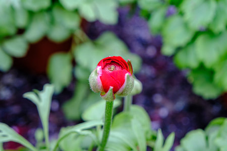 Ecological greenhouse flower bud. Summer flowers greenhouse. red flower bud