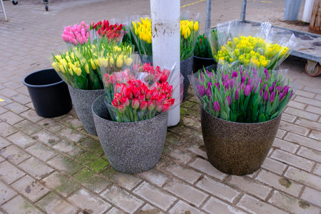 bouquets of fresh-cut tulips for sale are in buckets before being shipped to the storeの写真素材