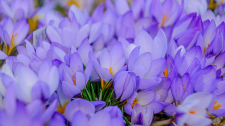 Light blue, lilac petals for a crocus. Multicolored petals for crocuses. Bright orange center flowers in a flower bed in spring blooming in the sun. The most beautiful spring flowersの写真素材