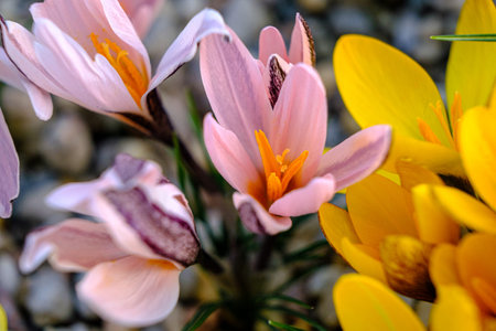 A rare crocus. Pink crocus, hybrid. flowers in a flower bed in spring blooming in the sun. The most beautiful spring flowersの写真素材