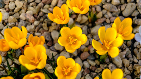 Yellow crocus flowers in a flowerbed at springtime blooming in the sun. The most beautiful spring...