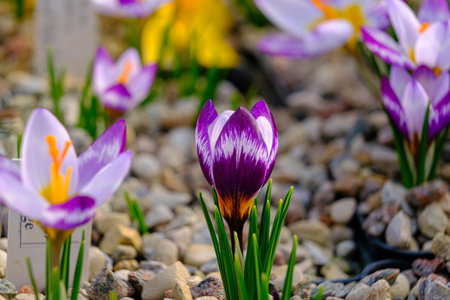 Multicolored petals for crocuses. flowers in a flower bed in spring blooming in the sun. The most beautiful spring flowersの写真素材