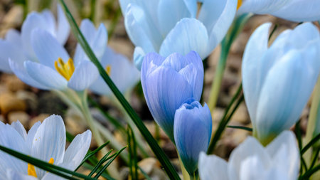 Light blue, lilac petals for a crocus. Multicolored petals for crocuses. Bright orange center flowers in a flower bed in spring blooming in the sun. The most beautiful spring flowers.の写真素材