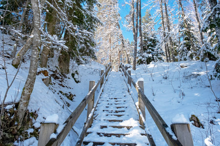 Long wooden stairs in the Gauja National Park. Stairs in the park in winter under the snow. Winter nature under snowdrifts.の写真素材