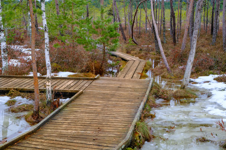 A wooden tourist trail through the swamp, with low pine trees along the edges. An early springの写真素材