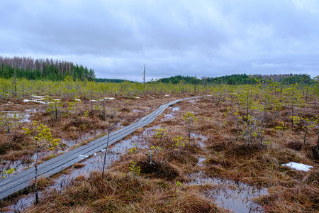 A wooden tourist trail through the swamp, with low pine trees along the edges. An early springの写真素材