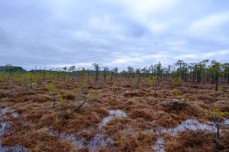 Spring landscape in the swamp. Various bog plants, mosses and pines.の写真素材