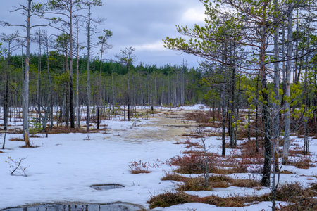 Spring landscape in the swamp. Various bog plants, mosses and pinesの写真素材