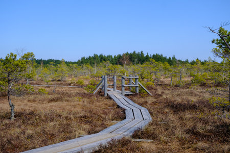 Wooden walking dock in the swamp of Kemeru National Park in Latviaの写真素材