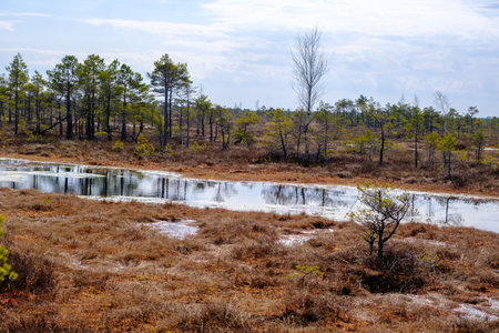 Kemeru swamp, national park with blue lake and trees, and bushes in Latvia with wooden pathway...