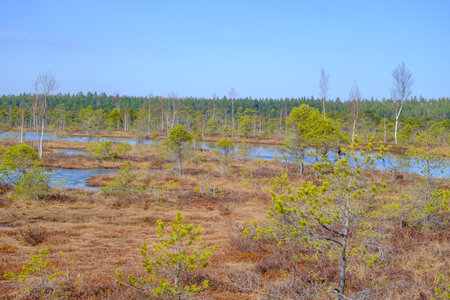 Kemeru swamp, national park with blue lake and trees, and bushes in Latvia with wooden pathway between water, Europe.の写真素材