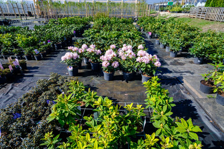 Rhododendron flowers in pots on sale in plants nursery. Small family business.の写真素材