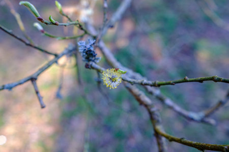 A twig of willow or goat or purple willow with gray and yellow buds. Nature concept for design. Texture as backgroundの写真素材