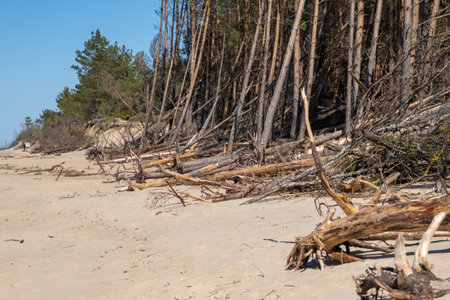 Coast of the Baltic sea affected by coastal erosion. Downed coastal trees.の写真素材