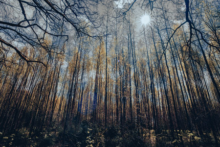 Forest landscape in the forest of Latvia. bottom up view towards the sun