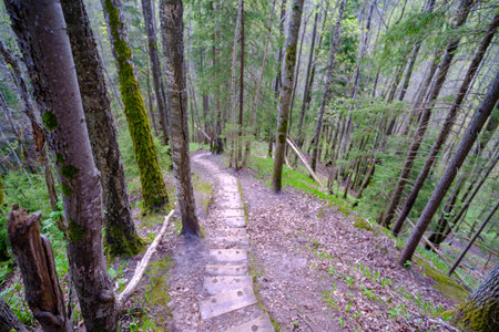 Wooden stairs on hiking trails. The beautiful forests of Latvia. Gauja National Park, Sigulda.