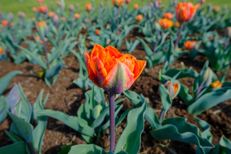 Orange tulips are blooming in the garden. Tulip flower with beautiful orange petals. An early...