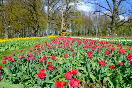 Red tulips are blooming in the garden. Tulip flower with beautiful red petals. An early springの写真素材