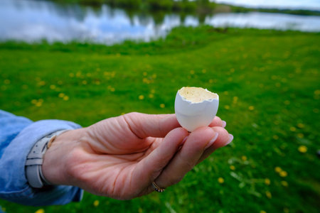Wild bird's egg shell on a white female handの写真素材