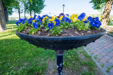 Planting pansies in a pot, yellow blue flowersの写真素材