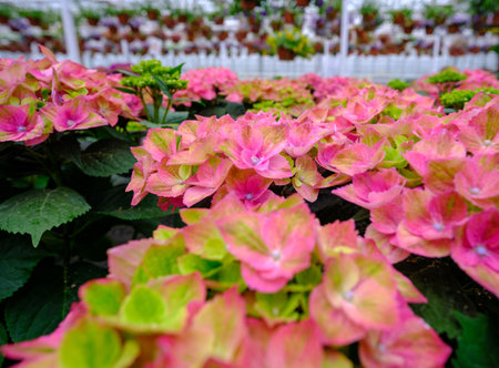 Hydrangea seedlings in pots. Flowers in a modern greenhouse. Greenhouses for growing flowers. Floriculture industry. ecological farm. family business.の写真素材