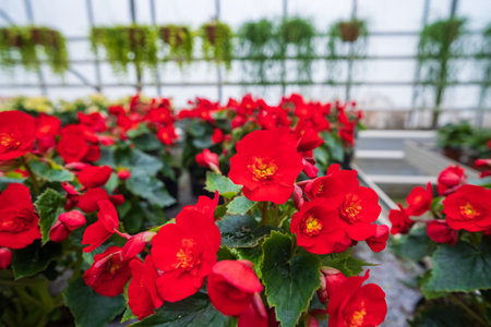 Flowers in a modern greenhouse. Greenhouses for growing flowers. Floriculture industry. Ecological farm. Family businessの写真素材