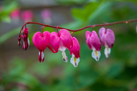 Close-up of pink heart shaped bleeding heart flower with green blurred background.の写真素材