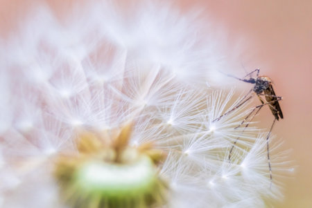 Soft blurred background with dandelion fluff and mosquito on dandelion fluff.の写真素材