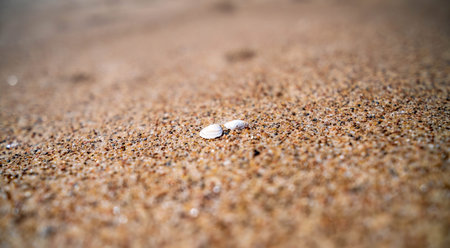 White sea shell in sea sand. blurred background, close up.