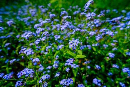 Small delicate sky blue forest flowers on a sunny day blurred forest background.の写真素材