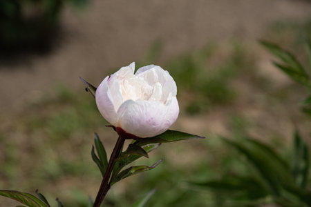 White peony flower on a dark blurred background. The beautiful peony flower with silk petals. Selected flowers of different varieties.の写真素材