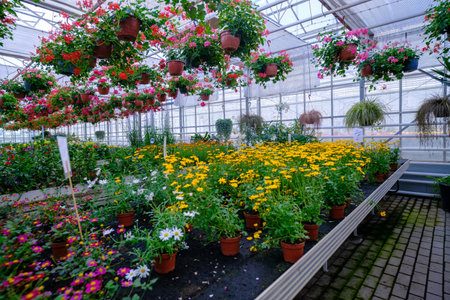 Large glass greenhouse with flowers. Growing flowers in greenhouses. Interior of a modern flower greenhouse. Ecological way of growing. Flowers in flower potsの写真素材