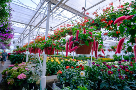 Large glass greenhouse with flowers. Growing flowers in greenhouses. Interior of a modern flower greenhouse. Ecological way of growing. Flowers in flower potsの写真素材