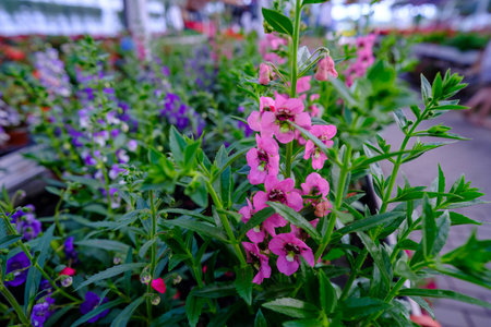 Close-up of flowers in a modern greenhouse. Greenhouses for growing flowers. Floriculture industryの写真素材