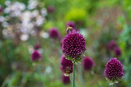 Flowering decorative round bulb. A bee collects nectar on a flower. Beautiful decorative garden plant, Background is blurred.の写真素材