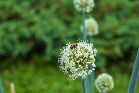 The large white flowers of garden garlic. decorative garden, park plant. very effective decorative element. a honey bee sitting on a flower.の写真素材