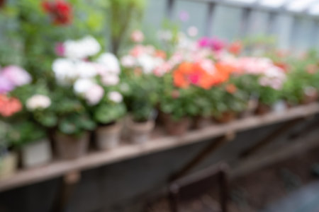 photo in blur, many different colors of geraniums in a greenhouse on a shelf. concept of greenhouse plants. nice hobby, gardening.の写真素材