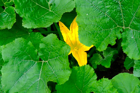 A yellow puA yellow pumpkin flower among many green leaves. ecological farming.の写真素材