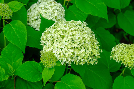 White hydrangea flowers in the garden. Bud close up. Grow a summer flower. Flora petals background.の写真素材