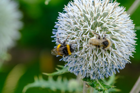 The large white flowers of garden garlic. decorative garden, park plant. very effective decorative element. A bumblebee collects nectar on a flower.の写真素材