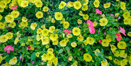 Flowering petunia close-up. Different colored flowers with green leaves. decorative wall elementsの写真素材