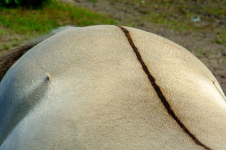Close-up of wild horse, back. Small wild horses or tarpans live in the Pape Nature Park in Latvia.の写真素材