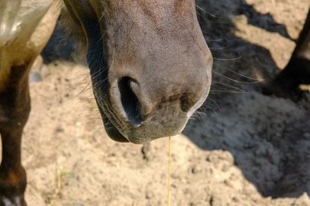 Close up of a wild horse. Small wild horses or tarpans live in the Pape Nature Park in Latvia.の写真素材