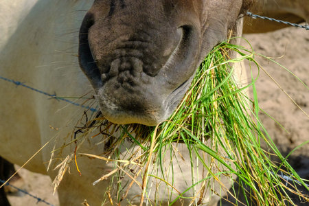 Close-up of a wild horse eating grass. Small wild horses or tarpans live in the Pape Nature Park in Latvia.の写真素材
